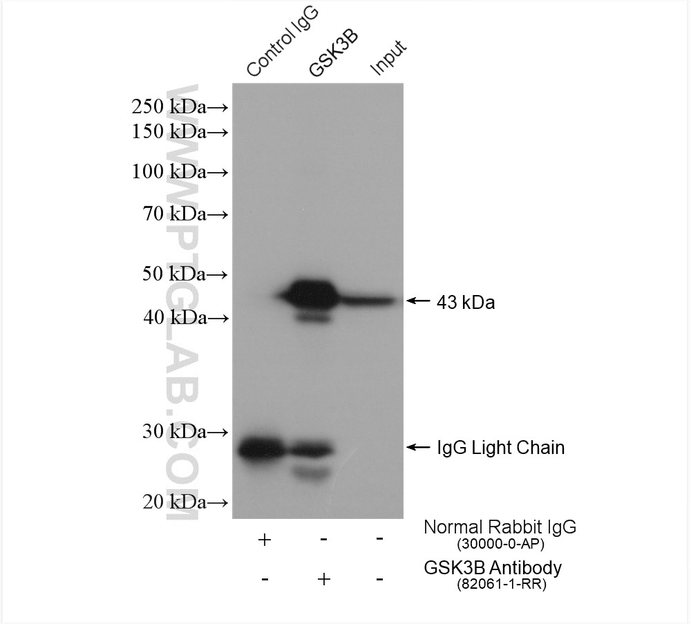 Immunoprecipitation (IP) experiment of HeLa cells using GSK3B Recombinant antibody (82061-1-RR)
