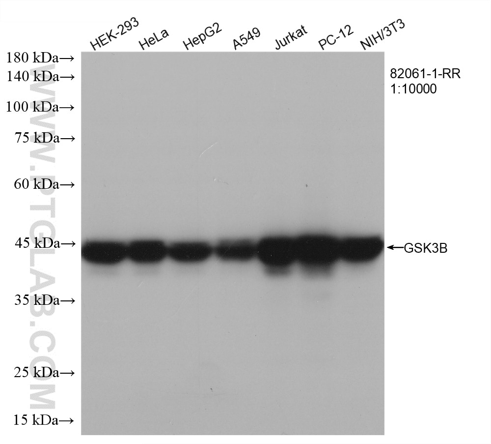 Western Blot (WB) analysis of various lysates using GSK3B Recombinant antibody (82061-1-RR)