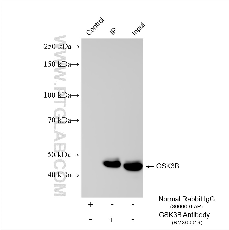 IP experiment of HeLa using RMX00019 Immunoprecipitation (IP) experiment of HeLa cells using Multi-rAb® GSK3B Multi-Recombinant antibody (RMX00019)