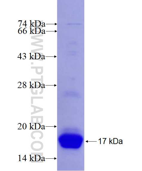 GSK3B fusion protein Ag27102 SDS-PAGE