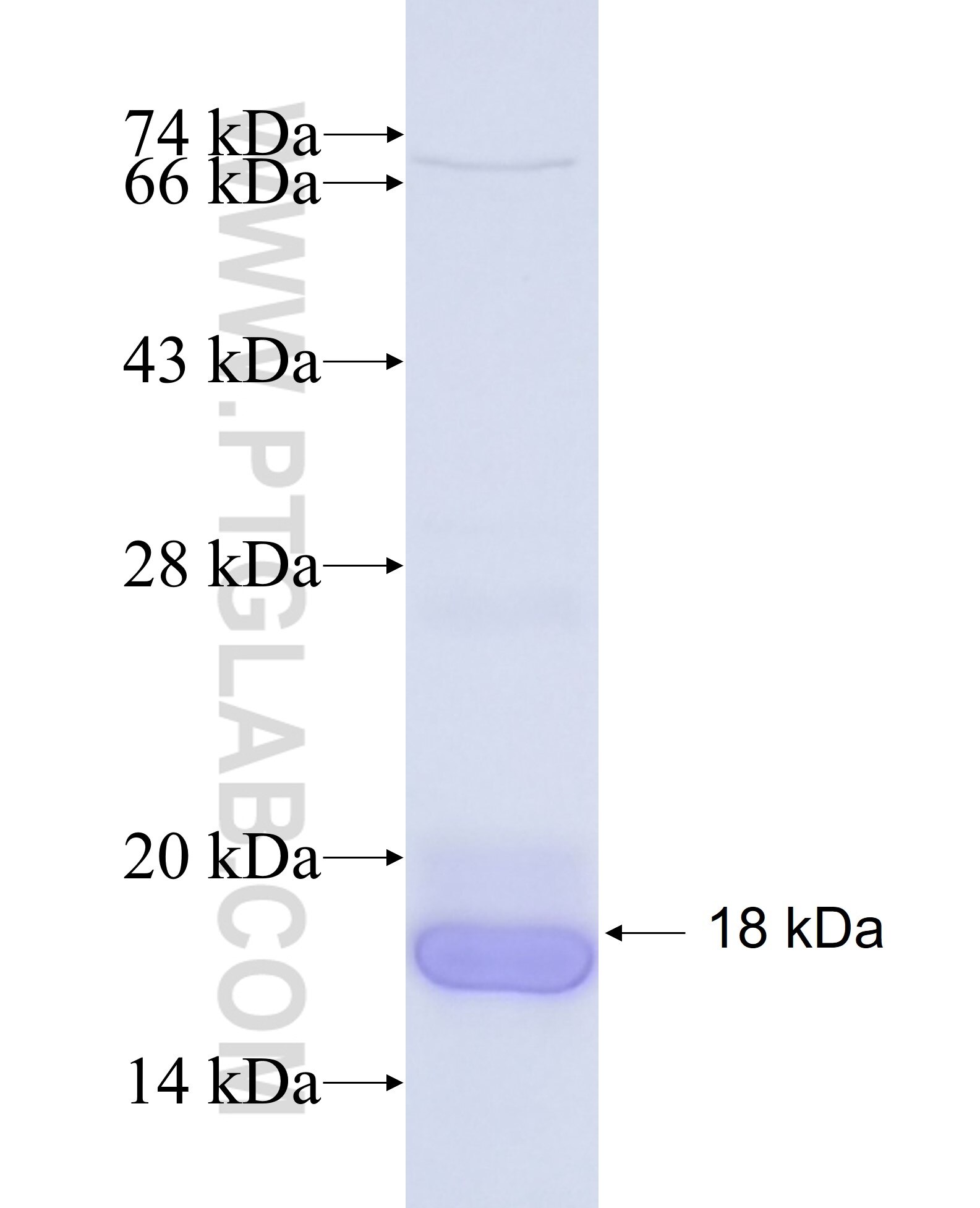 GSK3B fusion protein Ag27102 SDS-PAGE