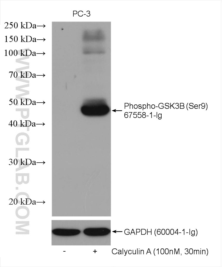 Western Blot (WB) analysis of various lysates using Phospho-GSK3B (Ser9) Monoclonal antibody (67558-1-Ig)