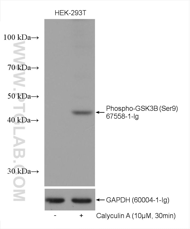 Western Blot (WB) analysis of various lysates using Phospho-GSK3B (Ser9) Monoclonal antibody (67558-1-Ig)