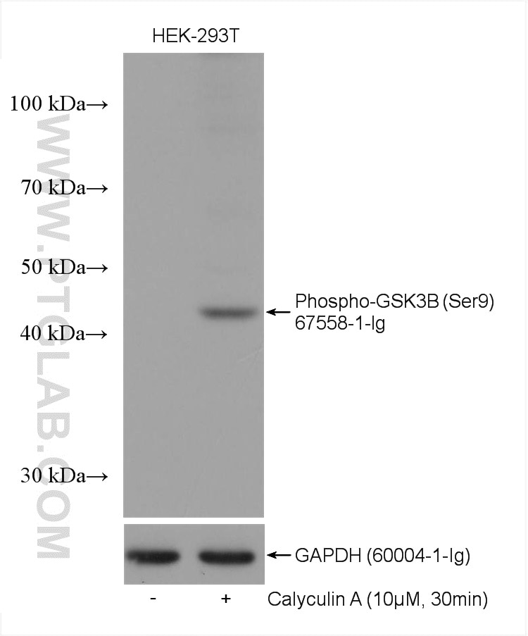 WB analysis using 67558-1-Ig