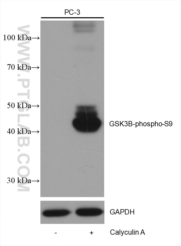 Western Blot (WB) analysis of PC-3 cells using Phospho-GSK3B (Ser9) Monoclonal antibody (67558-1-Ig)
