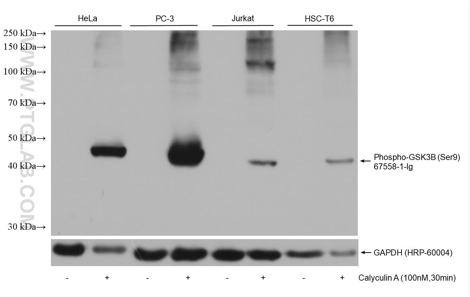 Western Blot (WB) analysis of various lysates using Phospho-GSK3B (Ser9) Monoclonal antibody (67558-1-Ig)