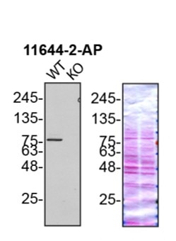Western Blot (WB) analysis of U2OS cells using Gelsolin Polyclonal antibody (11644-2-AP)