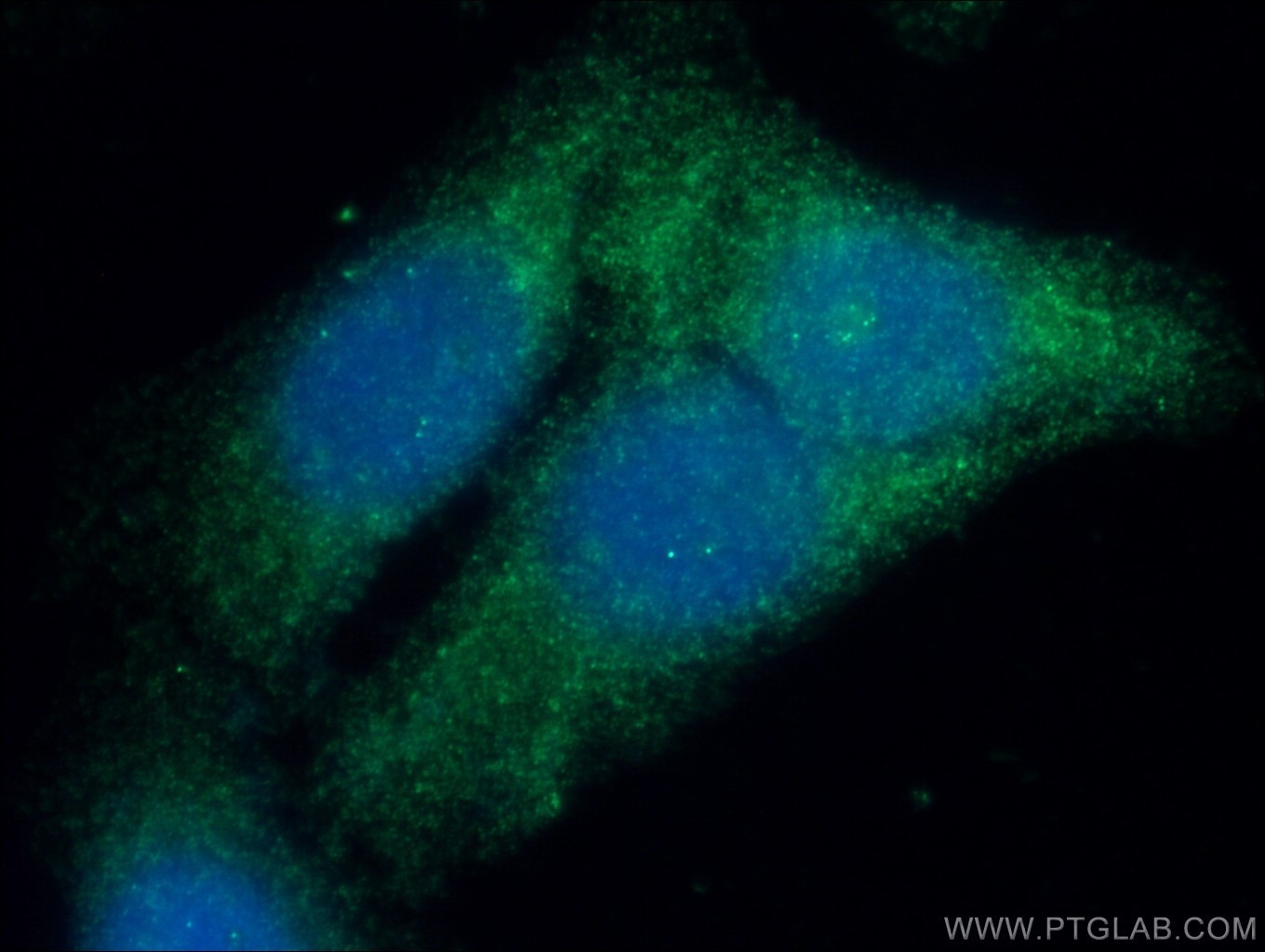 Immunofluorescence (IF) / fluorescent staining of HepG2 cells using GSNOR,ADH5 Polyclonal antibody (11051-1-AP)
