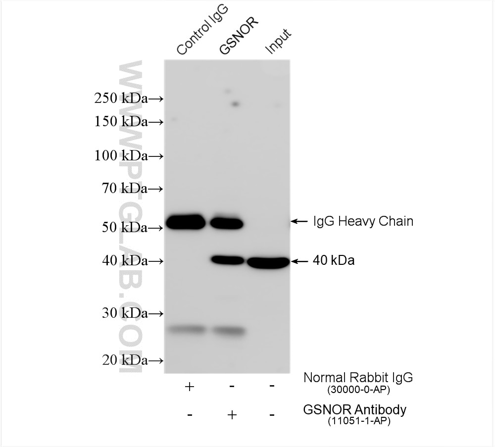 Immunoprecipitation (IP) experiment of mouse liver tissue using GSNOR,ADH5 Polyclonal antibody (11051-1-AP)