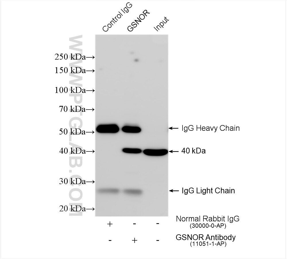 IP experiment of mouse liver using 11051-1-AP