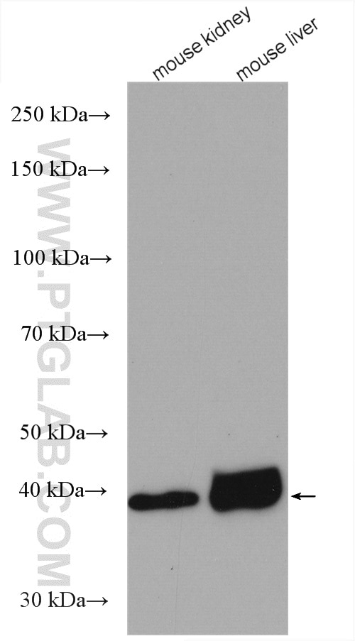 Western Blot (WB) analysis of various lysates using GSNOR,ADH5 Polyclonal antibody (11051-1-AP)