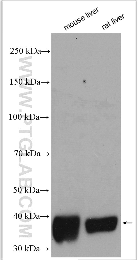 Western Blot (WB) analysis of various lysates using GSNOR,ADH5 Polyclonal antibody (11051-1-AP)