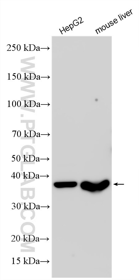 Western Blot (WB) analysis of various lysates using GSNOR,ADH5 Polyclonal antibody (11051-1-AP)