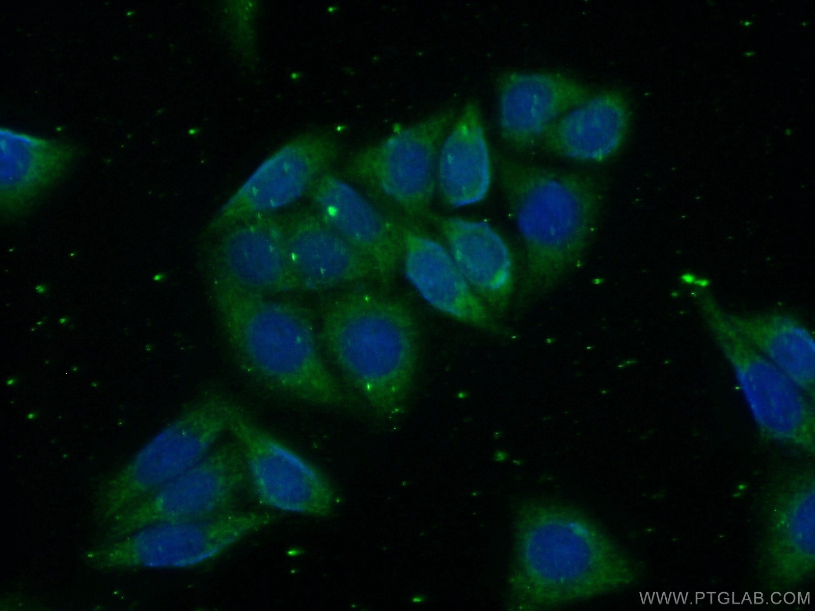Immunofluorescence (IF) / fluorescent staining of HepG2 cells using GSNOR,ADH5 Polyclonal antibody (16379-1-AP)