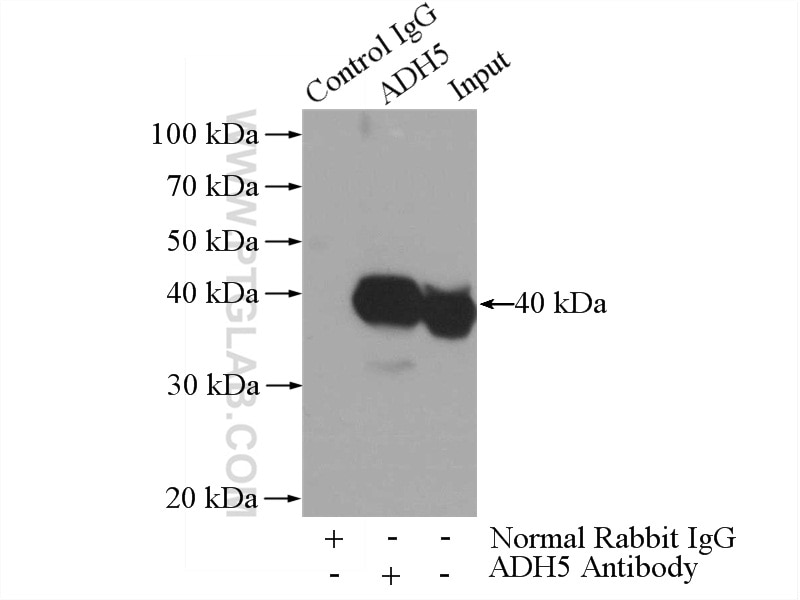Immunoprecipitation (IP) experiment of mouse liver tissue using GSNOR,ADH5 Polyclonal antibody (16379-1-AP)