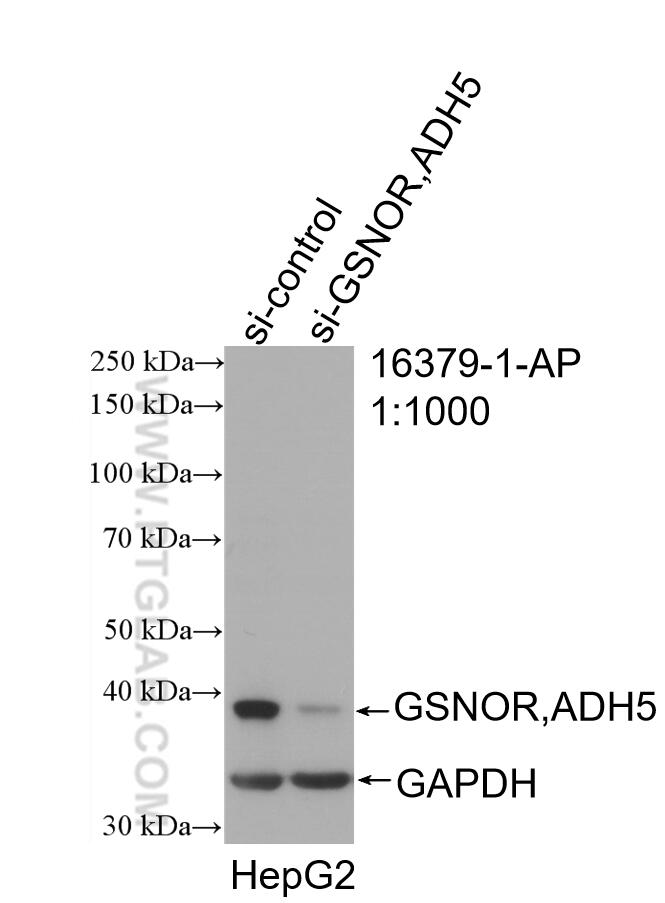 Western Blot (WB) analysis of HepG2 cells using GSNOR,ADH5 Polyclonal antibody (16379-1-AP)