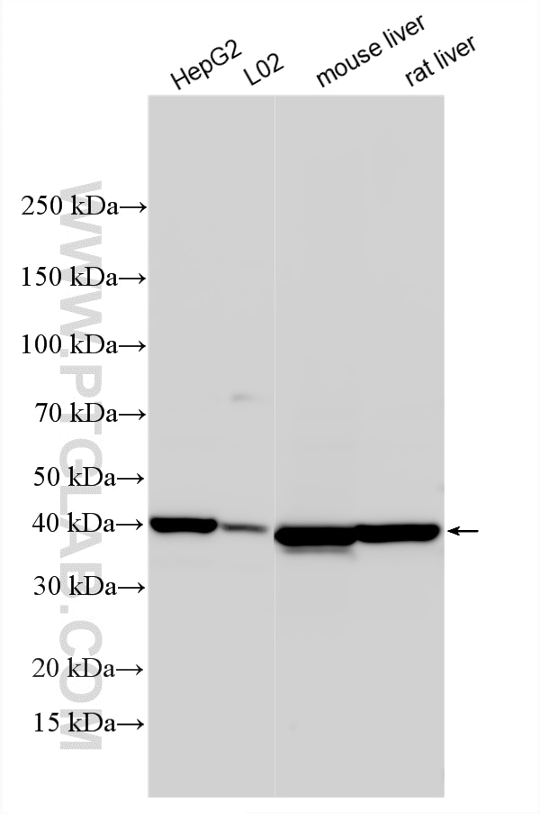 Western Blot (WB) analysis of various lysates using GSNOR,ADH5 Polyclonal antibody (16379-1-AP)