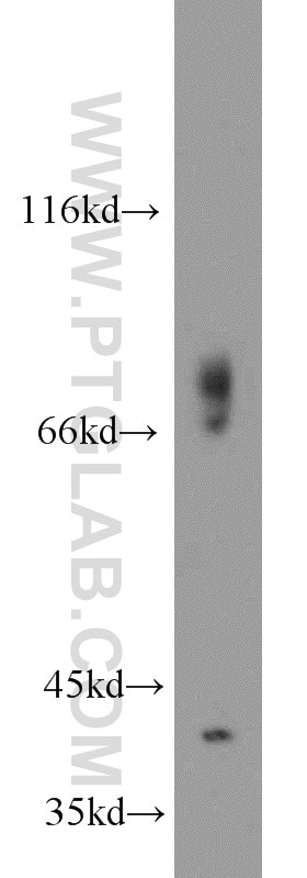 Western Blot (WB) analysis of mouse heart tissue using GSNOR,ADH5 Polyclonal antibody (16379-1-AP)