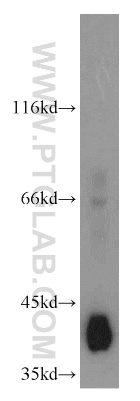 Western Blot (WB) analysis of mouse liver tissue using GSNOR,ADH5 Polyclonal antibody (16379-1-AP)