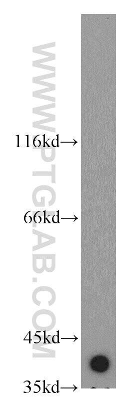 Western Blot (WB) analysis of mouse brain tissue using GSNOR,ADH5 Polyclonal antibody (16379-1-AP)