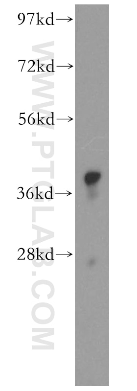 Western Blot (WB) analysis of human liver tissue using GSNOR,ADH5 Polyclonal antibody (16379-1-AP)
