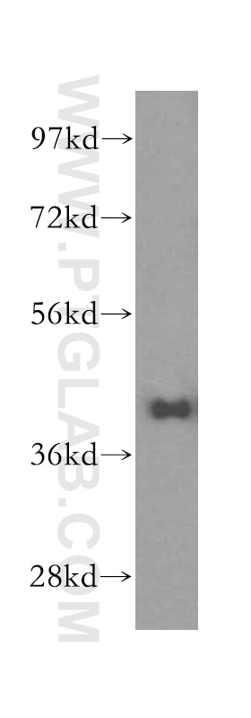 Western Blot (WB) analysis of human brain tissue using GSNOR,ADH5 Polyclonal antibody (16379-1-AP)
