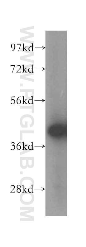 Western Blot (WB) analysis of human testis tissue using GSNOR,ADH5 Polyclonal antibody (16379-1-AP)