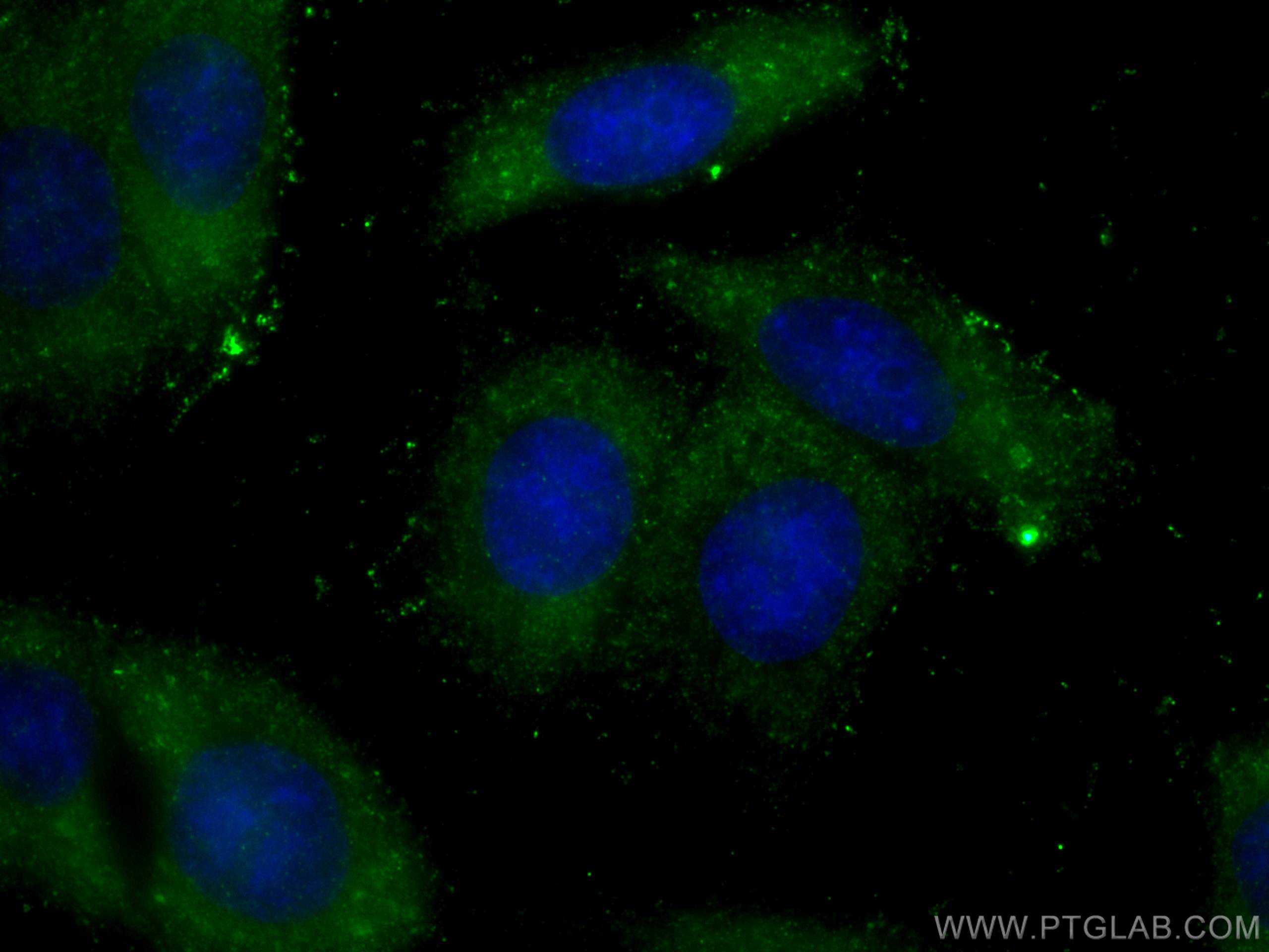 Immunofluorescence (IF) / fluorescent staining of HepG2 cells using GSNOR,ADH5 Monoclonal antibody (66193-1-Ig)