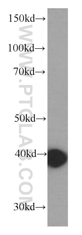 Western Blot (WB) analysis of human testis tissue using GSNOR,ADH5 Monoclonal antibody (66193-1-Ig)