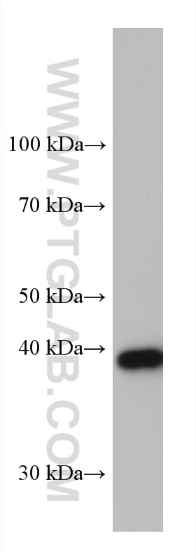 Western Blot (WB) analysis of HuH-7 cells using GSNOR,ADH5 Monoclonal antibody (66193-1-Ig)