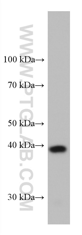 Western Blot (WB) analysis of HepG2 cells using GSNOR,ADH5 Monoclonal antibody (66193-1-Ig)