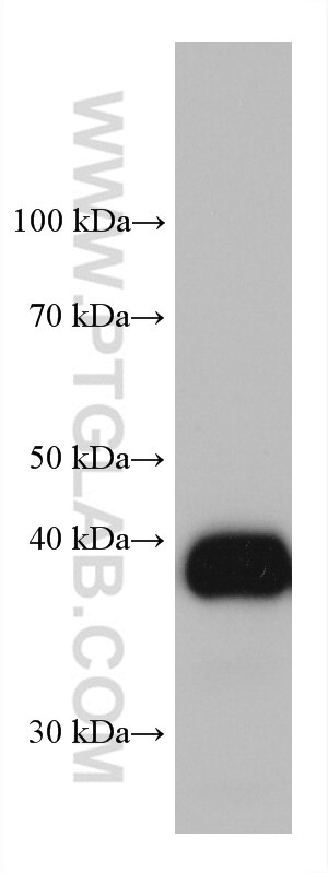 Western Blot (WB) analysis of pig liver tissue using GSNOR,ADH5 Monoclonal antibody (66193-1-Ig)