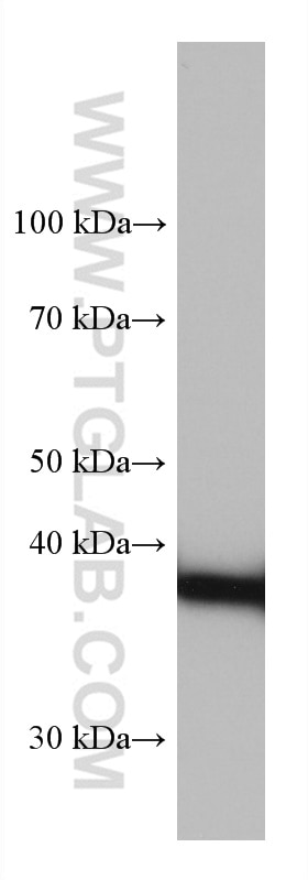 Western Blot (WB) analysis of rat brain tissue using GSNOR,ADH5 Monoclonal antibody (66193-1-Ig)
