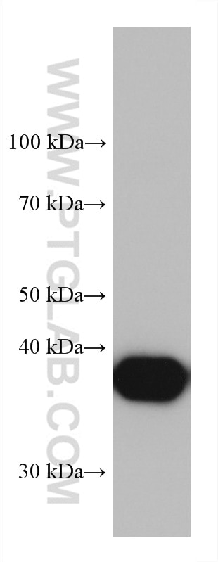 Western Blot (WB) analysis of rat liver tissue using GSNOR,ADH5 Monoclonal antibody (66193-1-Ig)