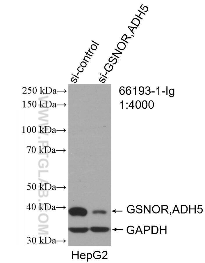 WB analysis of HepG2 using 66193-1-Ig