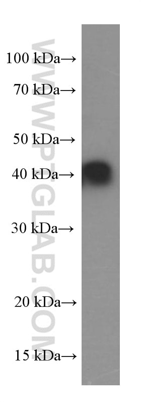 Western Blot (WB) analysis of fetal human brain tissue using GSNOR,ADH5 Monoclonal antibody (66193-1-Ig)