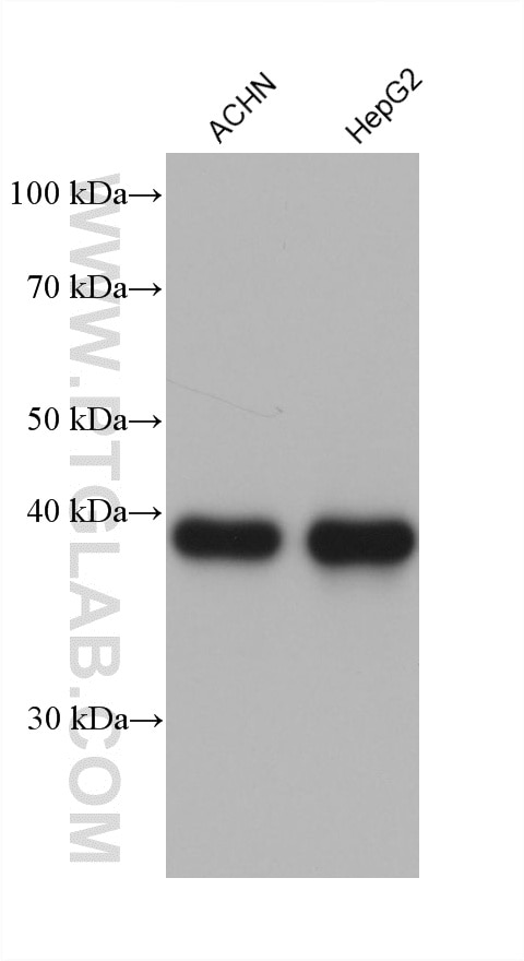 Western Blot (WB) analysis of various lysates using GSNOR,ADH5 Monoclonal antibody (66193-1-Ig)