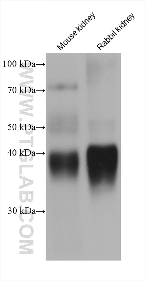 Western Blot (WB) analysis of various lysates using GSNOR,ADH5 Monoclonal antibody (66193-1-Ig)