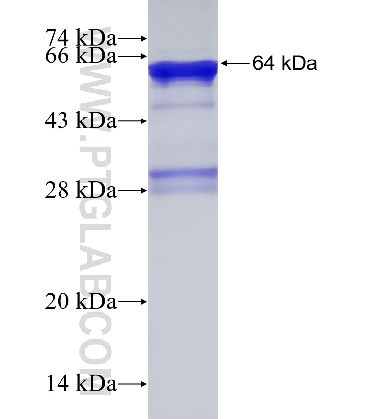 GSNOR,ADH5 fusion protein Ag1533 SDS-PAGE