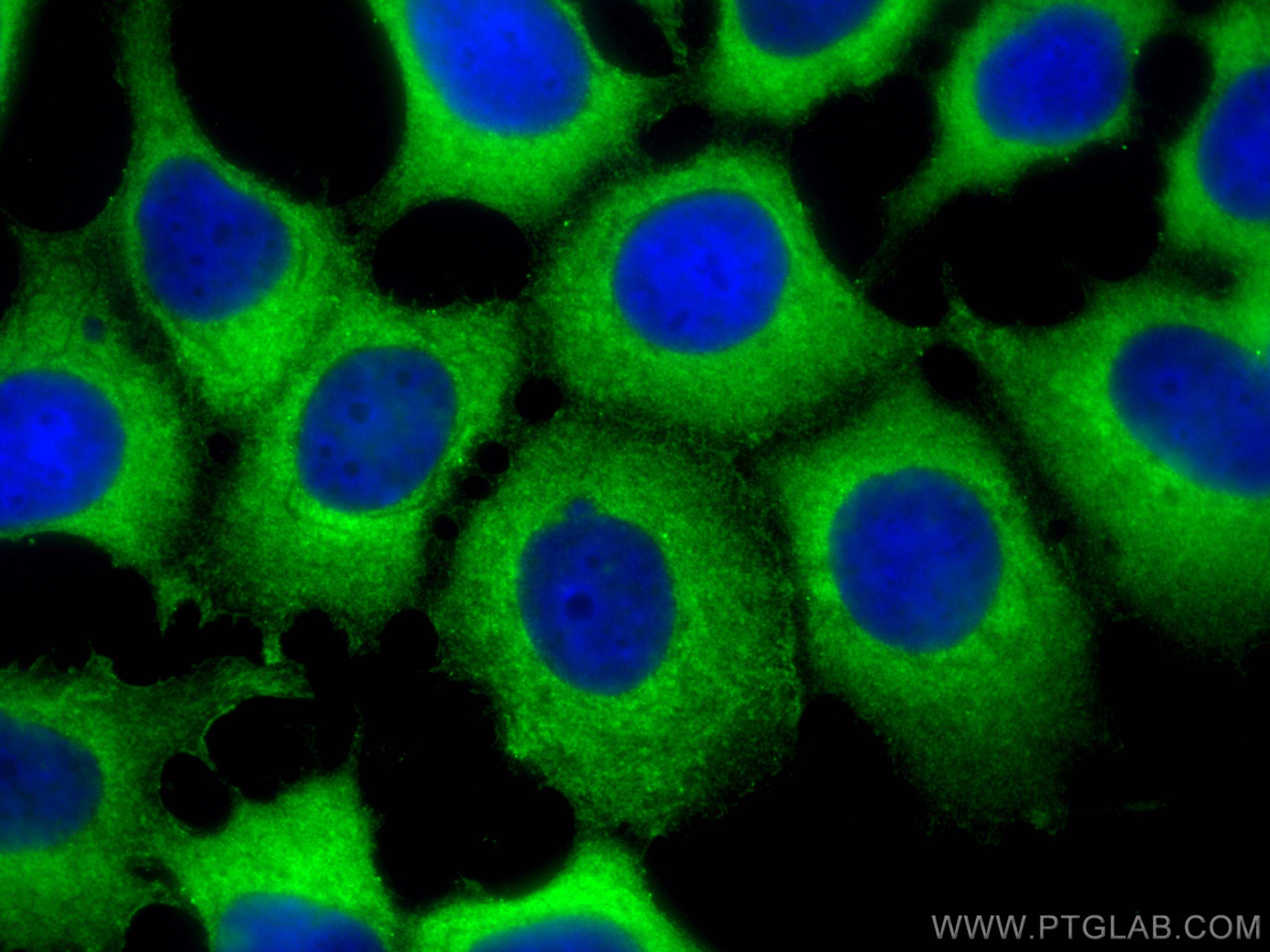 Immunofluorescence (IF) / fluorescent staining of MCF-7 cells using eRF3a/GSPT1 Polyclonal antibody (10763-1-AP)