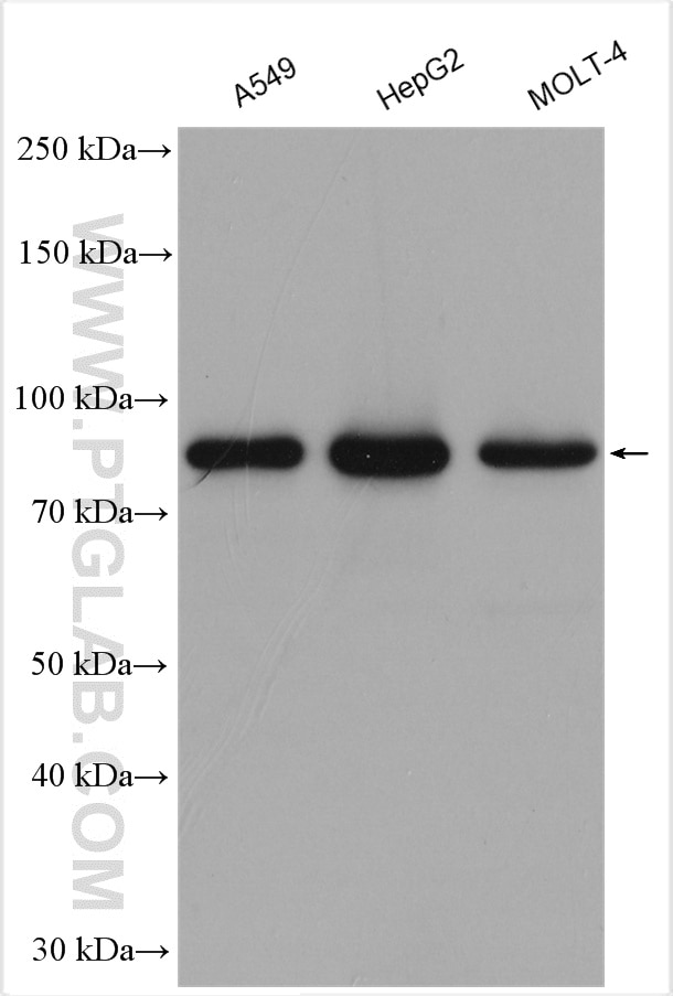 Western Blot (WB) analysis of various lysates using eRF3a/GSPT1 Polyclonal antibody (10763-1-AP)