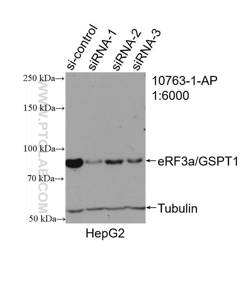 Western Blot (WB) analysis of HepG2 cells using eRF3a/GSPT1 Polyclonal antibody (10763-1-AP)