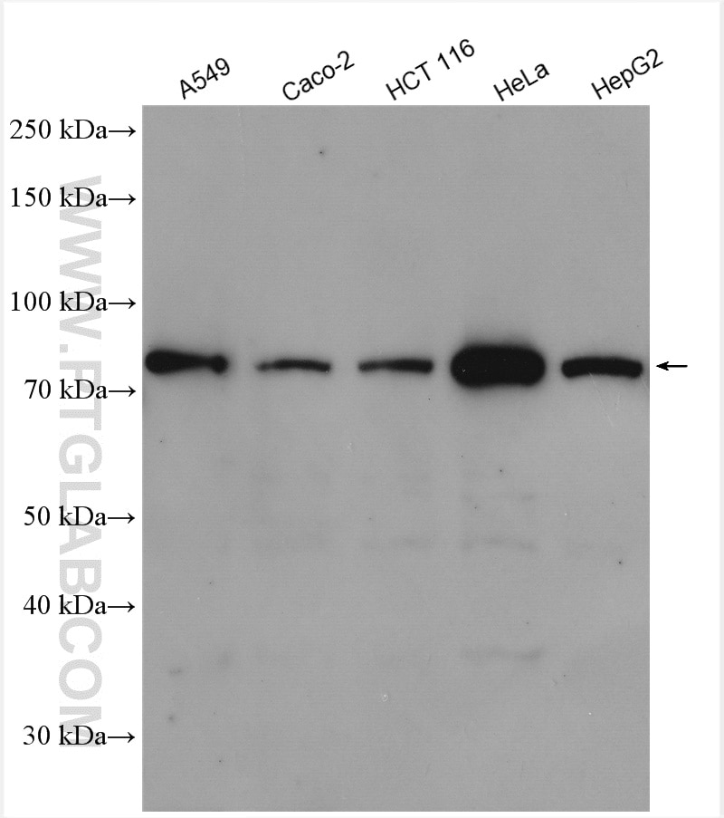 Western Blot (WB) analysis of various lysates using eRF3a/GSPT1 Polyclonal antibody (10763-1-AP)