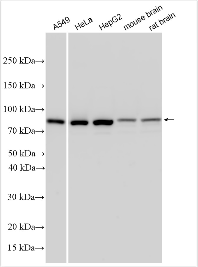 Western Blot (WB) analysis of various lysates using eRF3a/GSPT1 Polyclonal antibody (10763-1-AP)