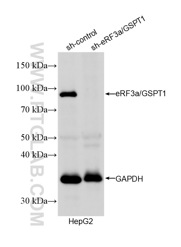 Western Blot (WB) analysis of HepG2 cells using eRF3a/GSPT1 Polyclonal antibody (10763-1-AP)