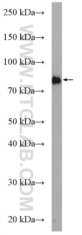 Western Blot (WB) analysis of PC-3 cells using eRF3a/GSPT1 Polyclonal antibody (28130-1-AP)