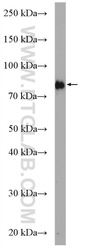 WB analysis of PC-3 using 28130-1-AP