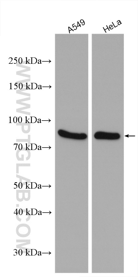 Western Blot (WB) analysis of A549 cells using eRF3a/GSPT1 Polyclonal antibody (28130-1-AP)