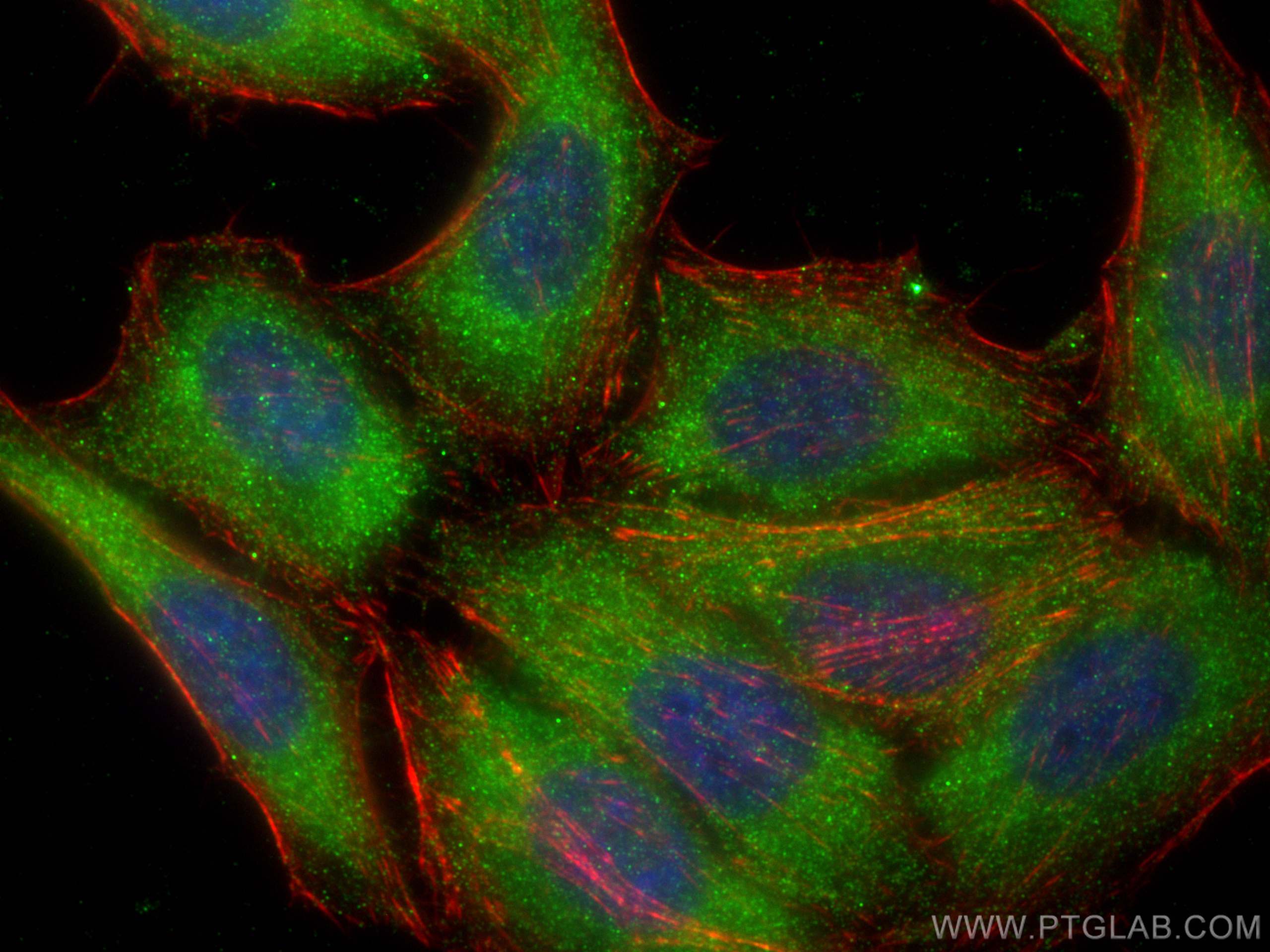 Immunofluorescence (IF) / fluorescent staining of HepG2 cells using eRF3a/GSPT1 Monoclonal antibody (68217-1-Ig)