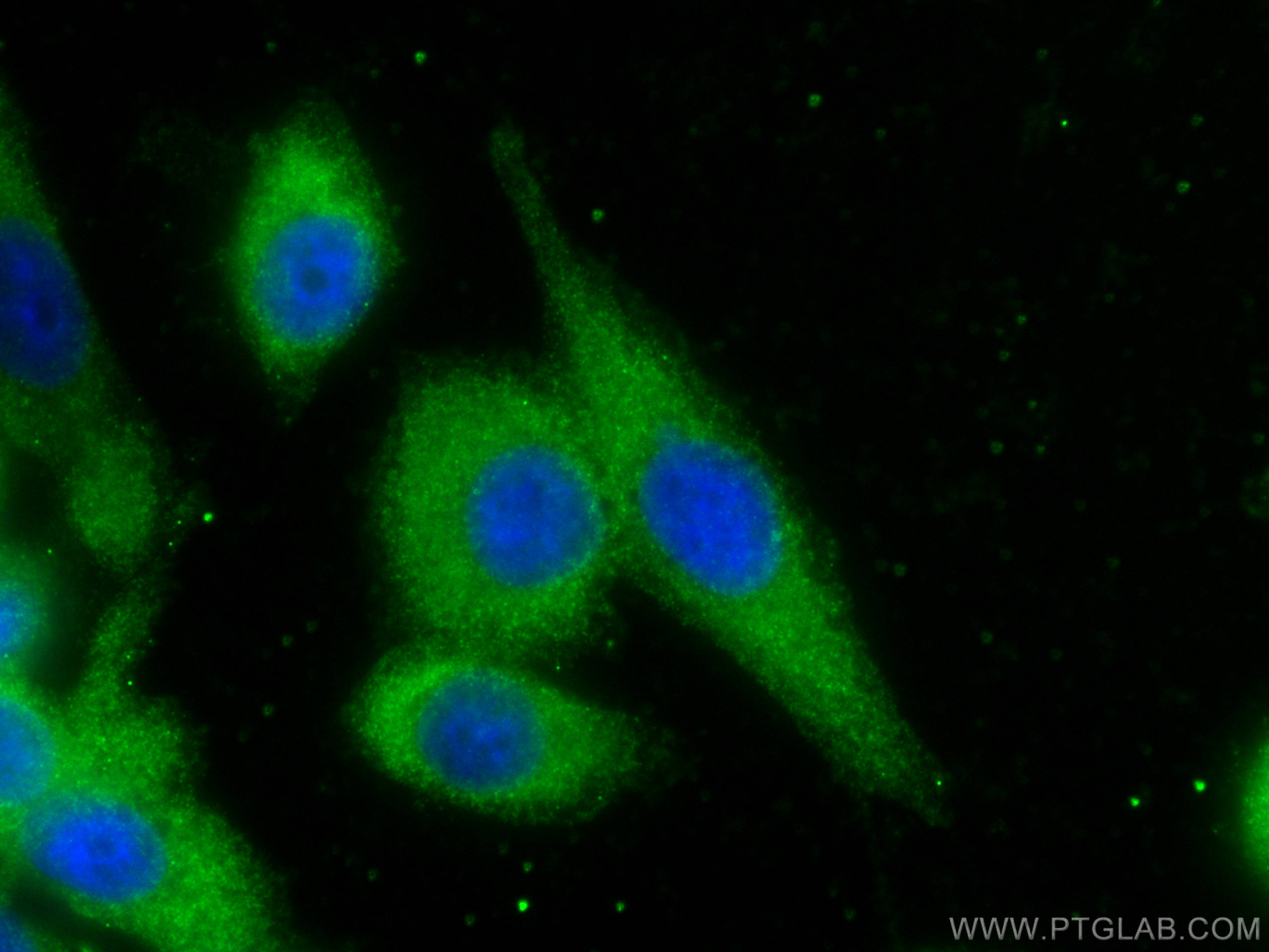 Immunofluorescence (IF) / fluorescent staining of PC-3 cells using eRF3a/GSPT1 Monoclonal antibody (68217-1-Ig)